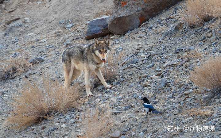 致富经藏獒_致富经养藏獒视频_致富经cctv7藏獒