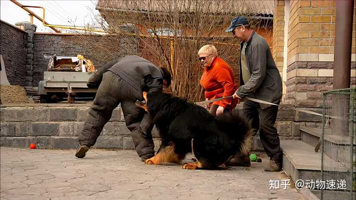 致富经养藏獒视频_致富经cctv7藏獒_致富经藏獒