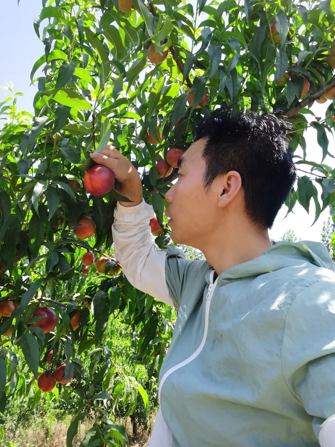 农业致富种植项目_致富种植视频全集_农作物种植致富路视频