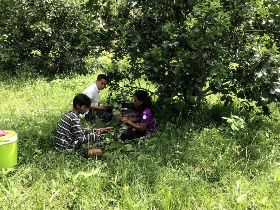 红肉柚子苗_红肉柚种植技术视频_红柚子种植