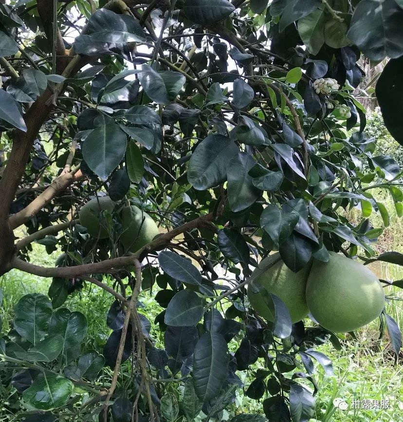 红肉柚种植技术视频_红肉柚子苗_红柚子种植