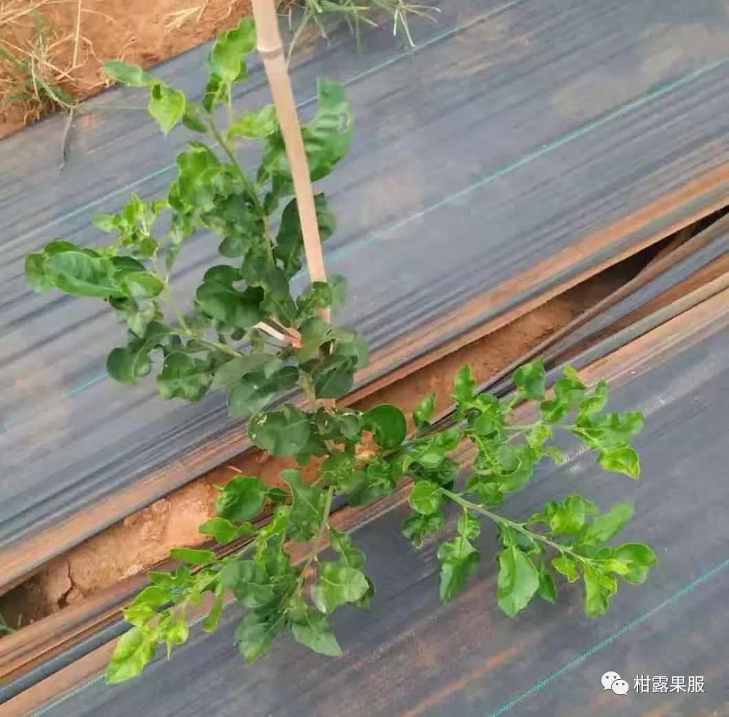 红柚子种植_红肉柚子苗_红肉柚种植技术视频