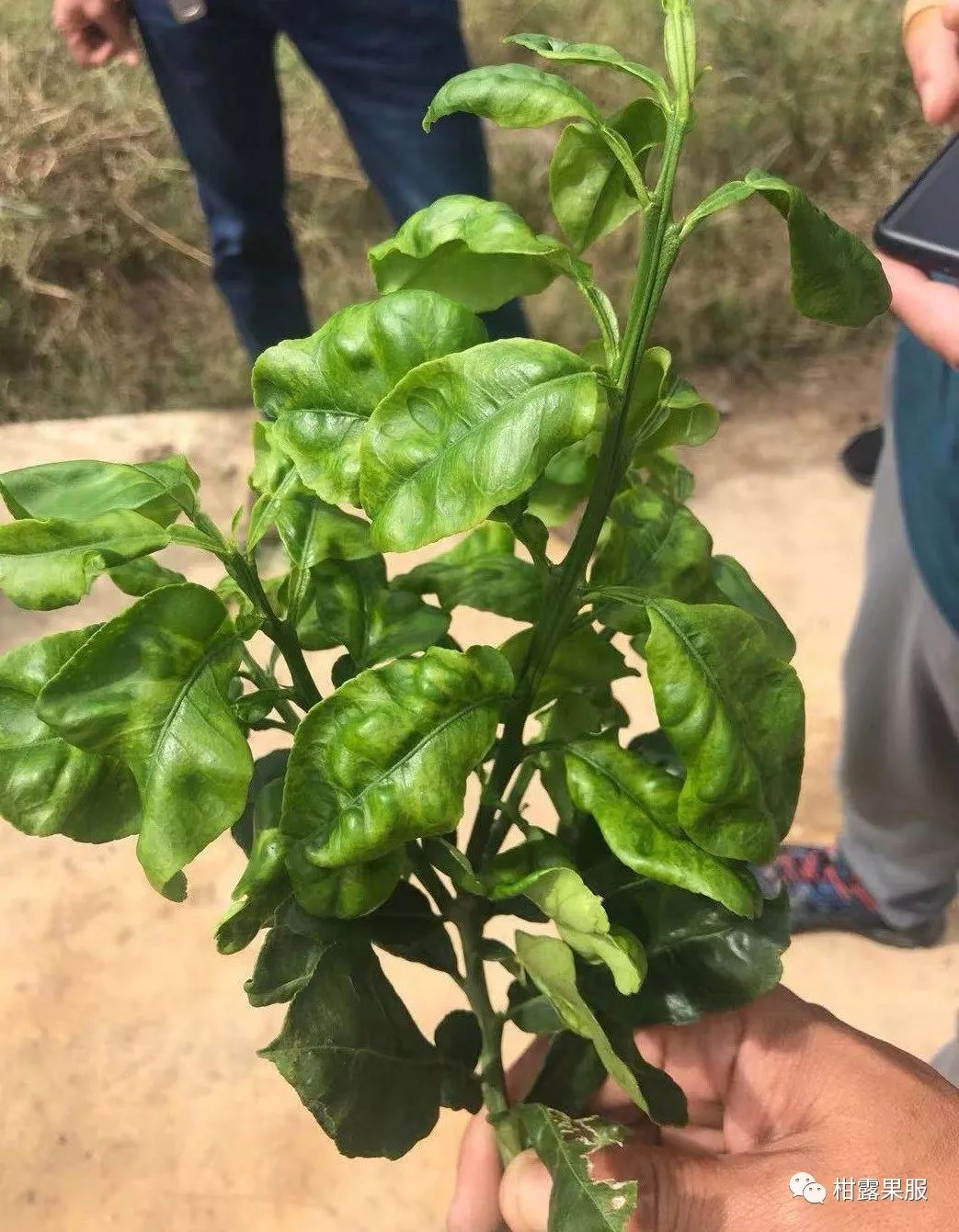 红柚子种植_红肉柚种植技术视频_红肉柚子苗