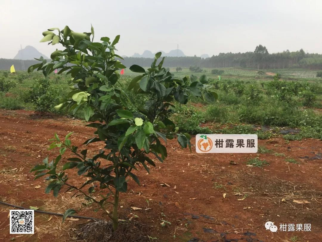 红柚子种植_红肉柚种植技术视频_红肉柚子苗