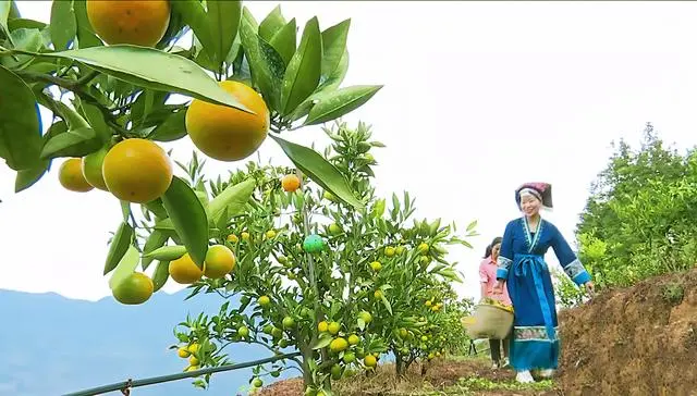 致富种植果园图片_致富种植果园图片大全_果园种植致富