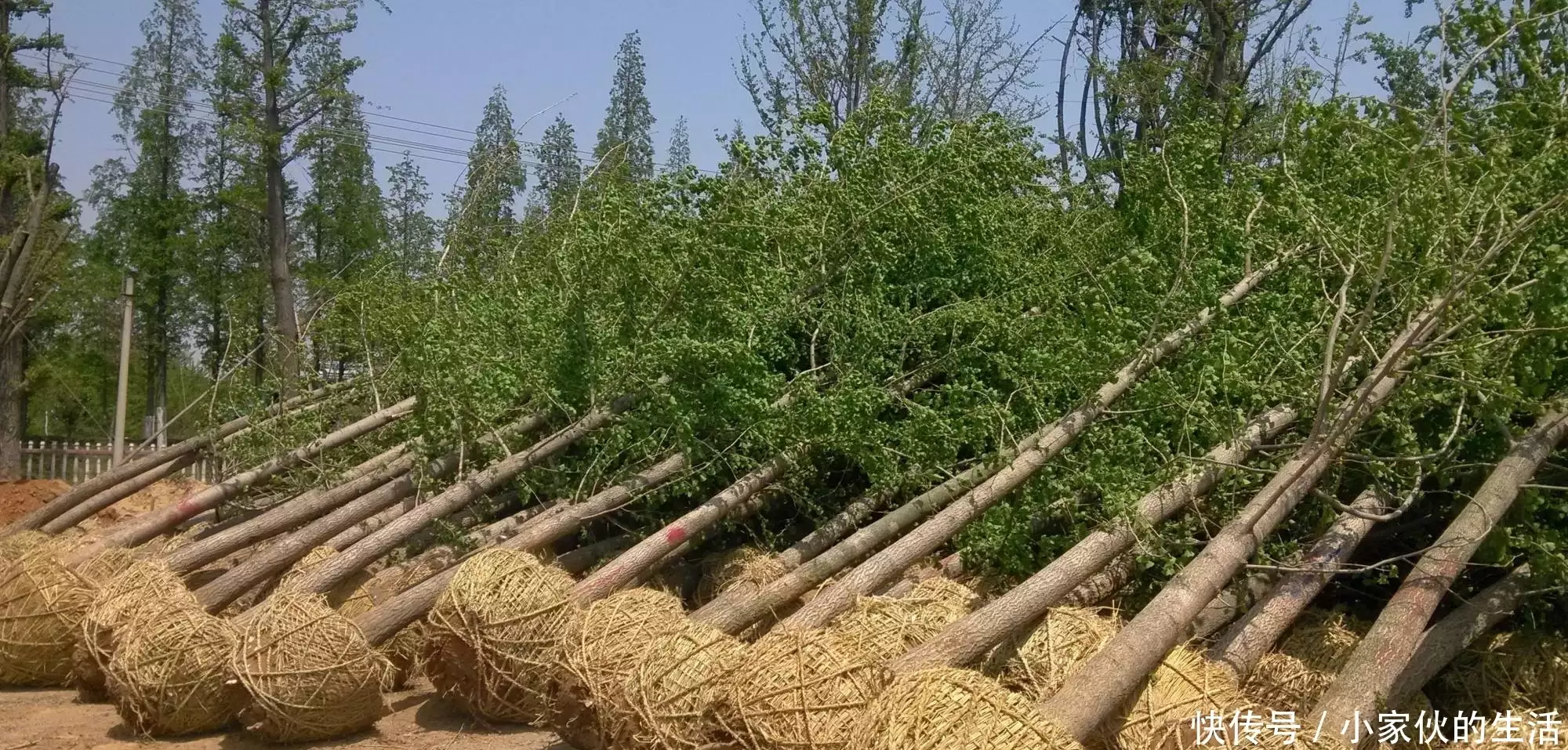 大山种出致富草_山上种植什么致富_山区种植什么致富