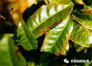 红肉柚子苗_红肉柚种植技术视频_红柚培植技术