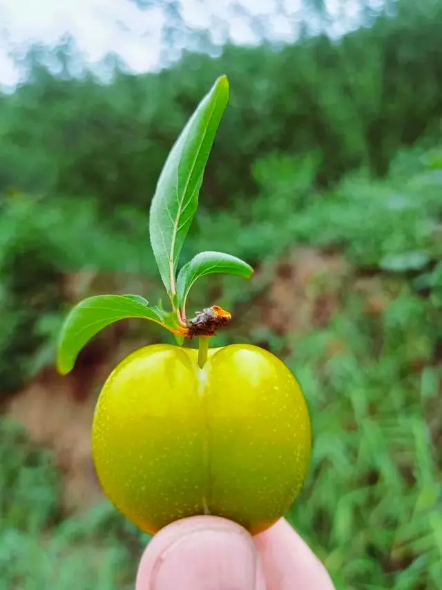 果园种植致富_致富种植果园图片_致富种植果园怎么样