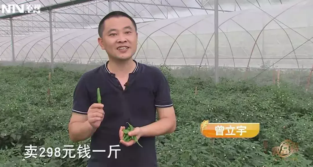 他把樟树港辣椒做成了一道横菜，看看他是怎么横起来的