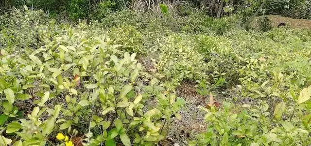 致富种植山上的果子_山上种植什么致富_致富种植山上的植物