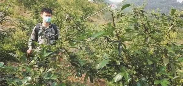 致富种植山上的果子_山上种植什么致富_致富种植山上的植物