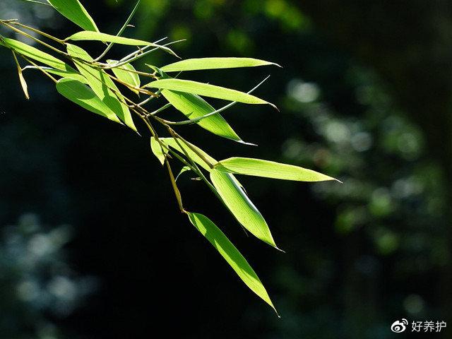 罗汉松的种植技术_罗汉松种植方法_种植技术罗汉松视频