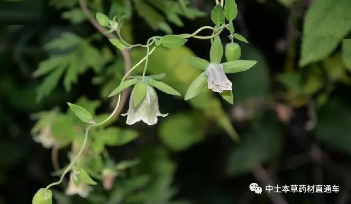 下载 党参种植技术._党参种植技术与栽培管理视频_党参的种植技术及效益