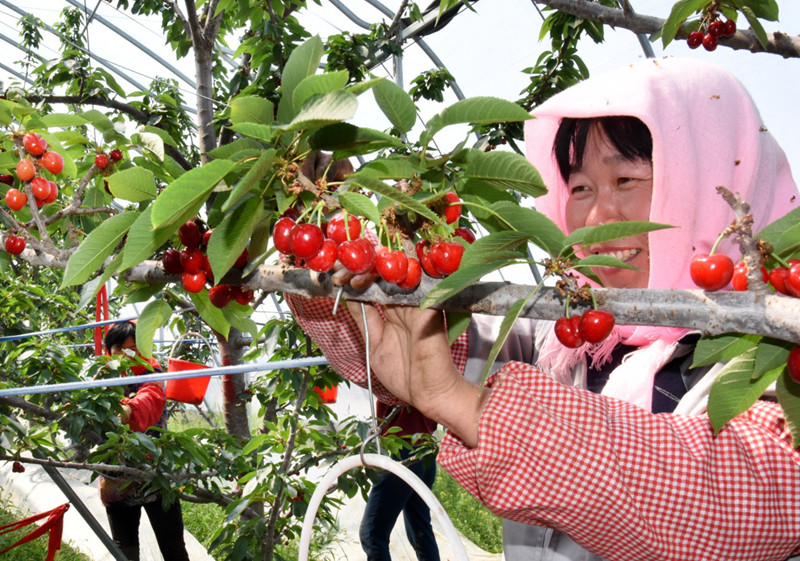 平度蔬菜大棚_平度大棚种植致富_平度种大棚哪里多