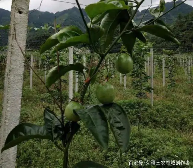 果园种植致富_致富种植果园图片_致富种植果园怎么样