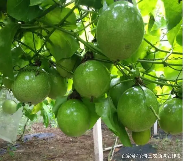 果园种植致富_致富种植果园图片_致富种植果园怎么样