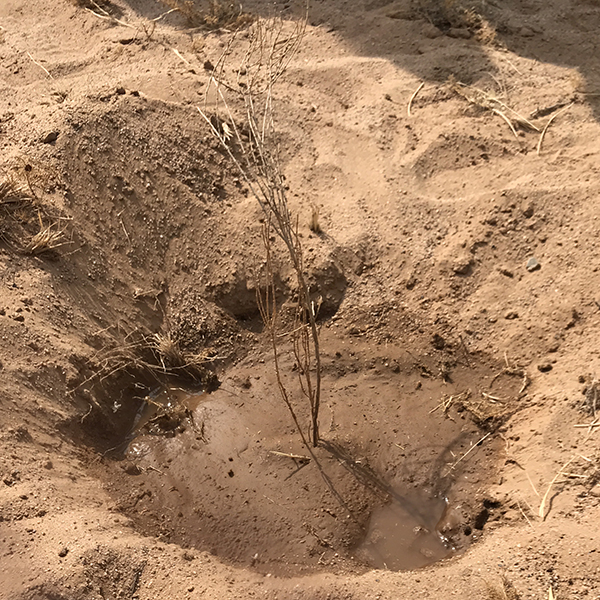 种植致富新项目_投资50万种植致富_致富种植投资方案