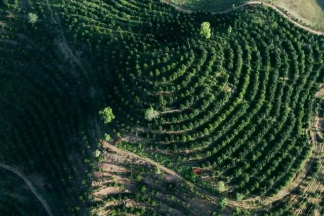 种植致富项目_种植致富新项目_投资50万种植致富