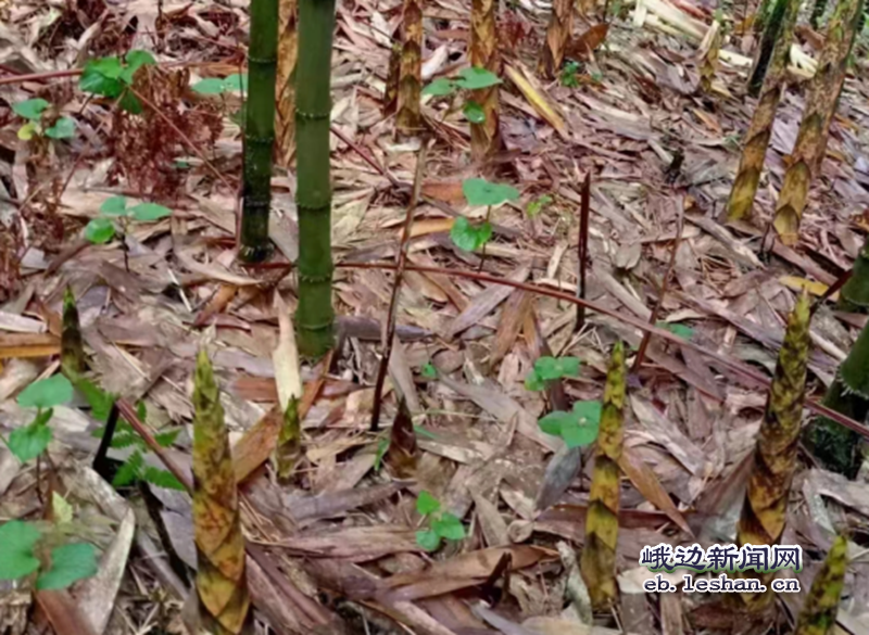 竹笋种植成本与利润_竹笋致富经_种植笋致富