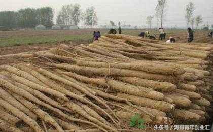 靠谱的7套农业种植致富项目，每种都前景广阔