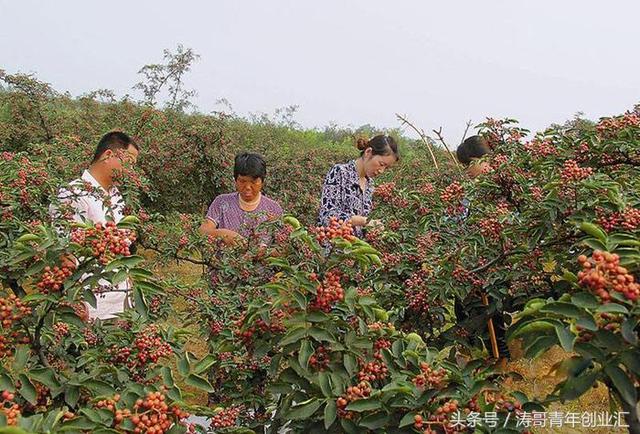 靠谱的7套农业种植致富项目，每种都前景广阔