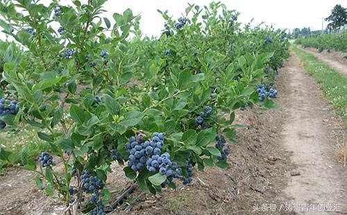 靠谱的7套农业种植致富项目，每种都前景广阔