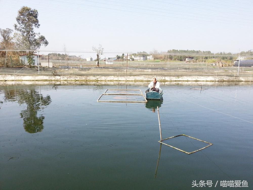 泥鳅养殖技术年入千万_养殖泥鳅养殖泥鳅_泥鳅养殖户