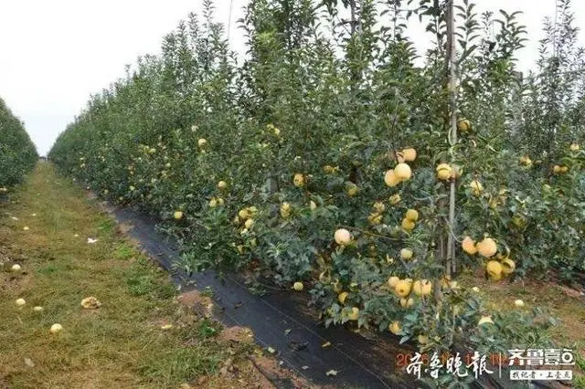 水果西红柿的种植技术_西红柿水果种植技术与管理_西红柿水果种植技术和管理