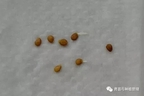 西红柿水果种植技术要求_水果西红柿的栽培技术_水果西红柿的种植技术