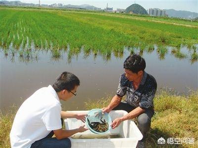 泥鳅养殖技术年入千万_养殖泥鳅养殖泥鳅_泥鳅养殖挣钱吗