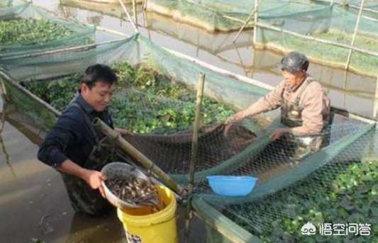 泥鳅养殖挣钱吗_泥鳅养殖技术年入千万_养殖泥鳅养殖泥鳅