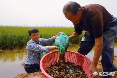 泥鳅养殖技术年入千万_养殖泥鳅养殖泥鳅_泥鳅养殖挣钱吗