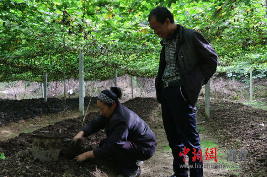 地龙养殖投入与收益_农户地龙养殖致富_养殖地龙有什么条件