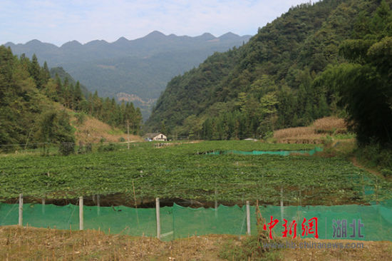 地龙养殖投入与收益_养殖地龙有什么条件_农户地龙养殖致富