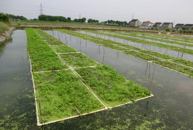 泥鳅养殖挣钱吗_泥鳅养殖技术年入千万_养殖泥鳅养殖泥鳅