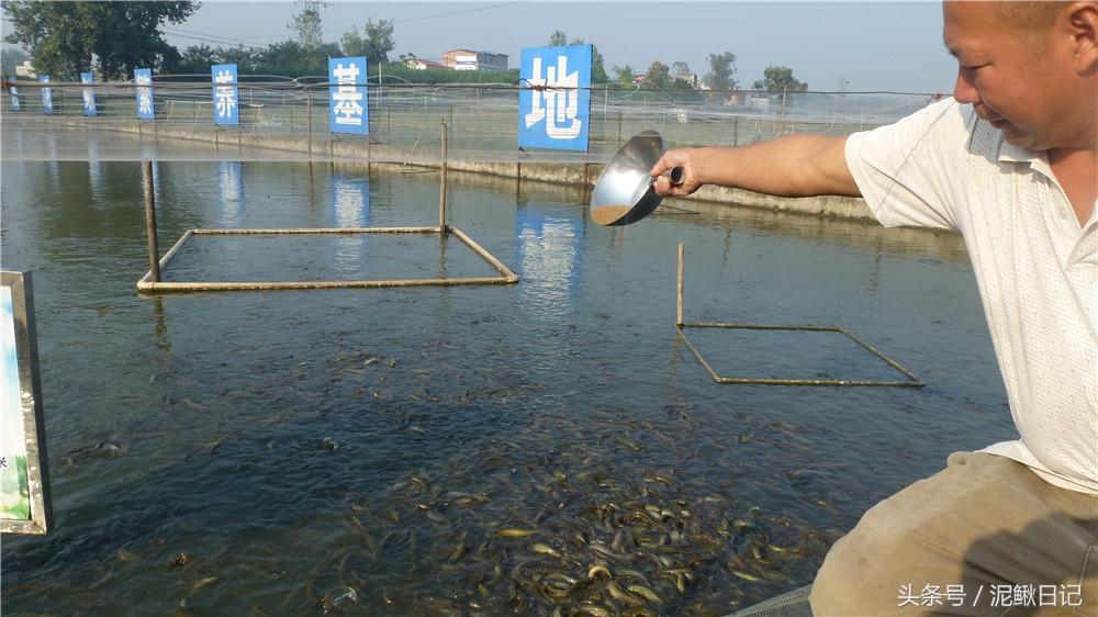 养殖泥鳅需要什么条件基地_泥鳅养殖技术年入千万_养殖泥鳅养殖泥鳅