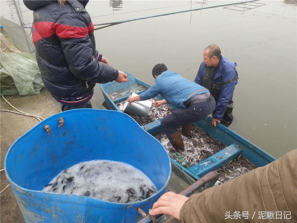 泥鳅养殖技术年入千万_养殖泥鳅养殖泥鳅_养殖泥鳅需要什么条件基地