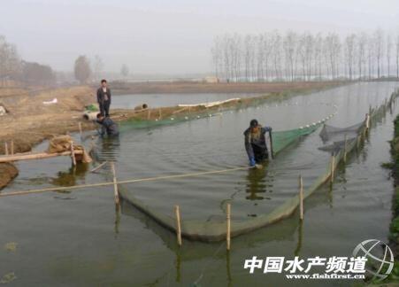 泥鳅养殖户_养殖泥鳅需要什么条件基地_泥鳅养殖技术年入千万