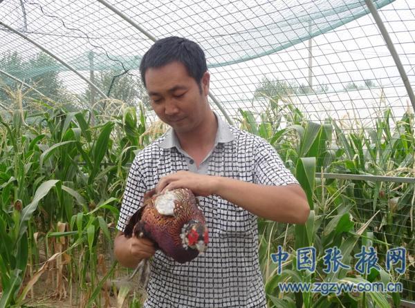 致富经七彩山鸡_七彩山鸡养殖骗局_致富七彩山鸡图片