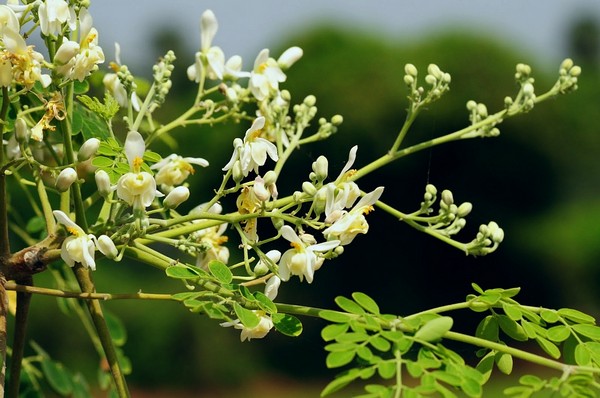 辣木Moringa oleifera 的花看起来还是挺顺眼的