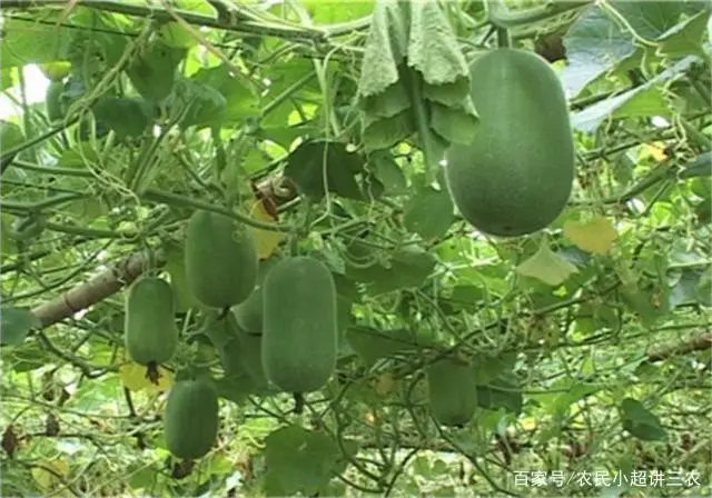 冬瓜高产栽培技术视频_种植冬瓜致富视频_冬瓜技术种植视频