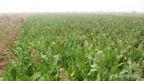 致富种植什么比较赚大钱_致富种植视频全集_致富经种植