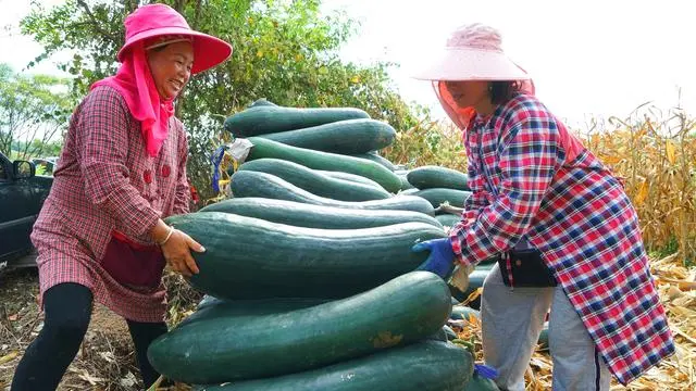 黄平县克麻村：冬瓜产业大丰收 群众致富劲头足