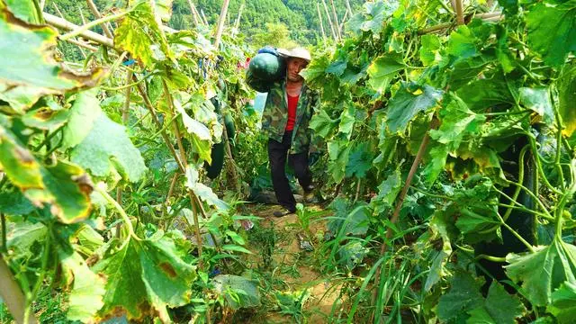 种植冬瓜致富视频_冬瓜高产栽培技术视频_冬瓜种植视频播放