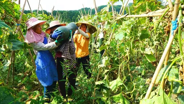 冬瓜种植视频播放_冬瓜高产栽培技术视频_种植冬瓜致富视频