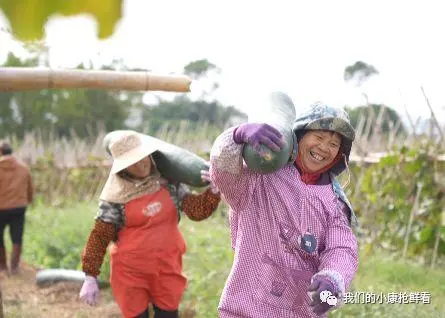 博士种瓜，结果“真香”！