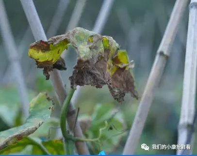 种植冬瓜致富视频_冬瓜种植视频播放_种植冬瓜挣钱吗