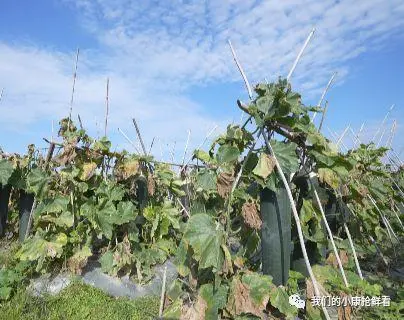 种植冬瓜挣钱吗_冬瓜种植视频播放_种植冬瓜致富视频