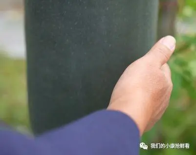 种植冬瓜致富视频_冬瓜种植视频播放_种植冬瓜挣钱吗