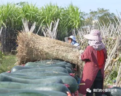 种植冬瓜致富视频_种植冬瓜挣钱吗_冬瓜种植视频播放